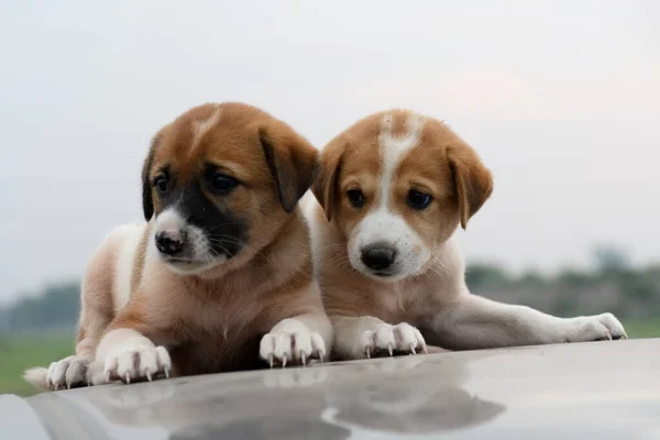 İki sevimli köpek yavrusu