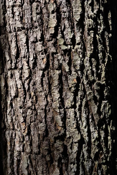 Gamla Träd Bark Konsistens — Stockfoto