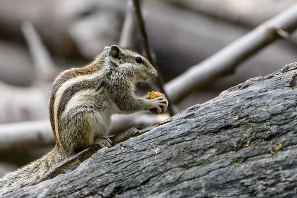 Pequeno Esquilo Comendo Porca Árvore Livre — Fotografia de Stock