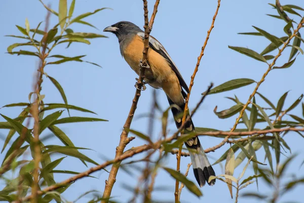 Oiseau Sur Une Branche Arbre — Photo