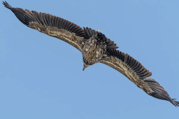 Gran Pájaro Volando Cielo — Foto de Stock