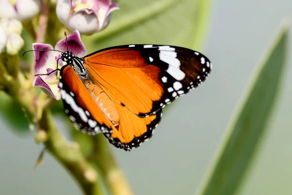 Borboleta Uma Flor — Fotografia de Stock