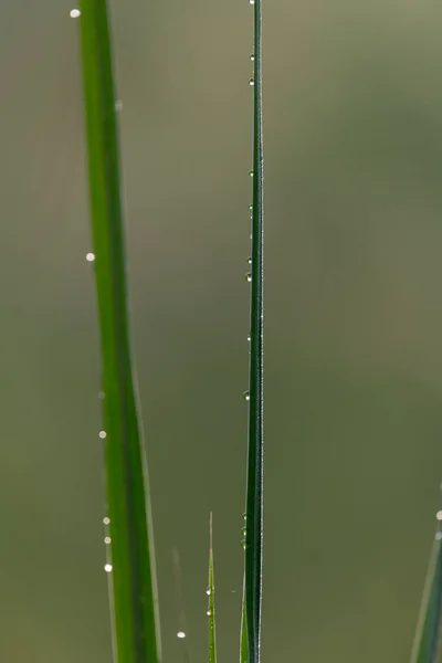 Grönt Gräs Med Daggdroppar — Stockfoto