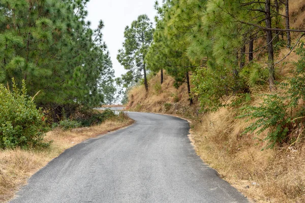 Strada Nel Bosco — Foto Stock