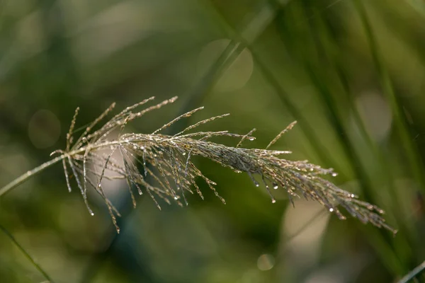 露が落ちる緑の草の背景 選択的焦点 — ストック写真