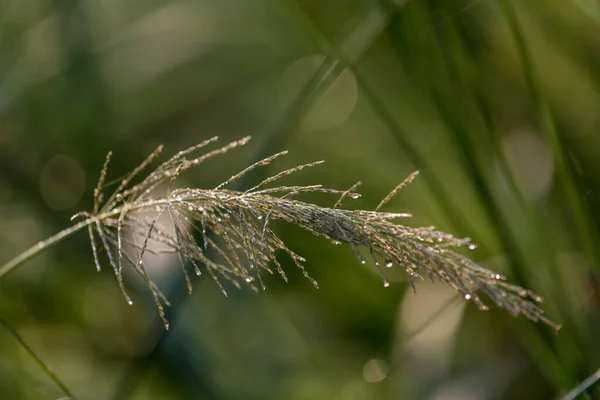 Grüner Grashintergrund Mit Tautropfen Selektiver Fokus — Stockfoto