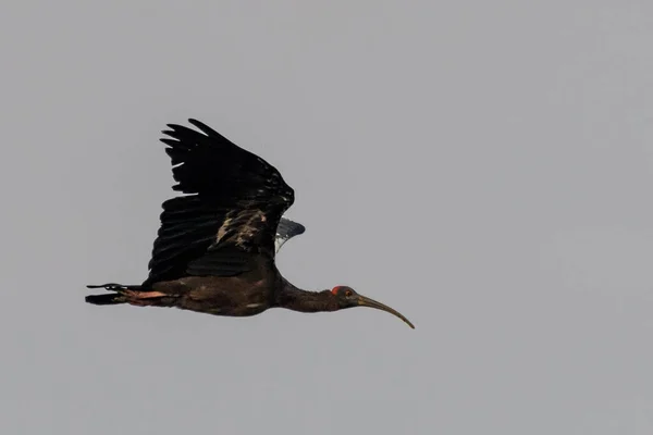 Großer Schwarzer Vogel Fliegt Den Himmel — Stockfoto