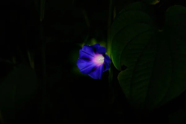 Красивий Ботанічний Знімок Природні Шпалери Блакитна Квітка Темному Фоні — стокове фото