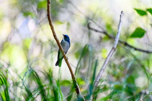 森の枝に鳥がいて — ストック写真