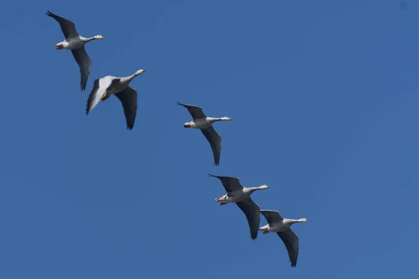 Gaviota Voladora Cielo — Foto de Stock