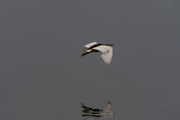 Schöner Silberreiher Flug — Stockfoto