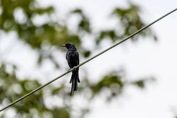 Black Bird Branch Forest — Stock Photo, Image