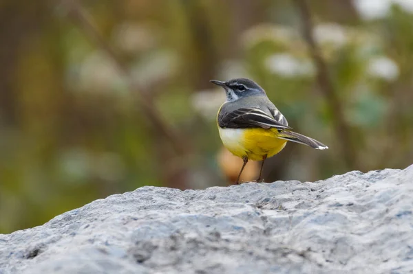 Gros Plan Oiseau Sur Rocher — Photo