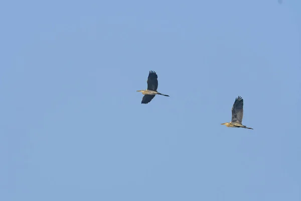 Dos Garzas Volando Cielo Azul — Foto de Stock