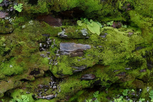 Зеленый Мох Лесу — стоковое фото