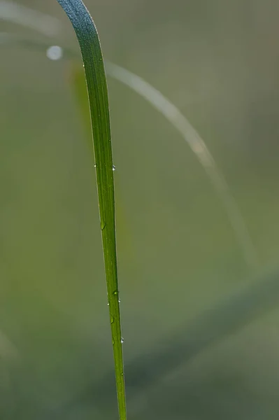 Vatten Droppar Gräset — Stockfoto