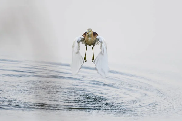 Cisne Branco Lago — Fotografia de Stock