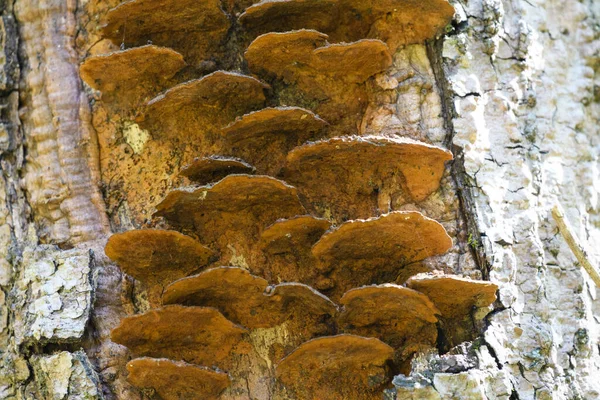 Mushrooms Tree Trunk Old Wood — Stock Photo, Image