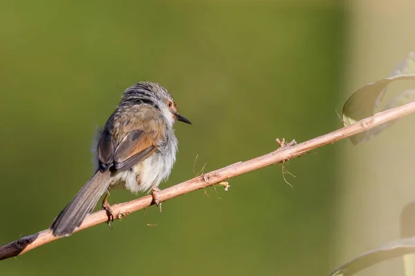 小さな鳥が枝に腰掛け — ストック写真