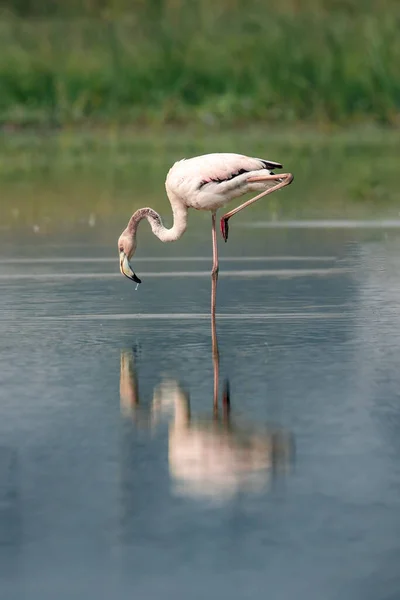 Beautiful Pink Flamingo Water — Stock Photo, Image