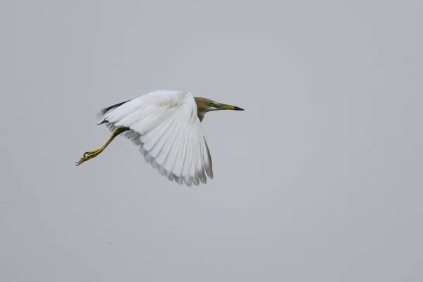 Vogel Flug Vor Blauem Himmel — Stockfoto