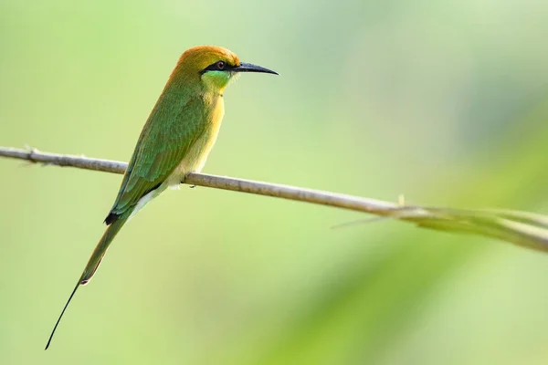 Beau Colibri Vert Sur Une Branche — Photo