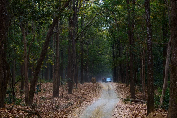 Strada Nel Bosco — Foto Stock