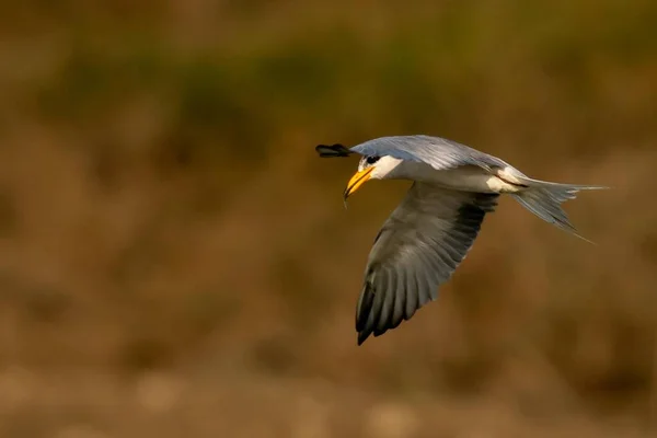 Râul Tern Pasăre Care Zboară Deasupra Apei Răsărit — Fotografie, imagine de stoc