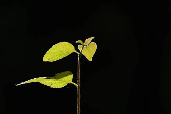 Groene Plant Een Zwarte Achtergrond — Stockfoto