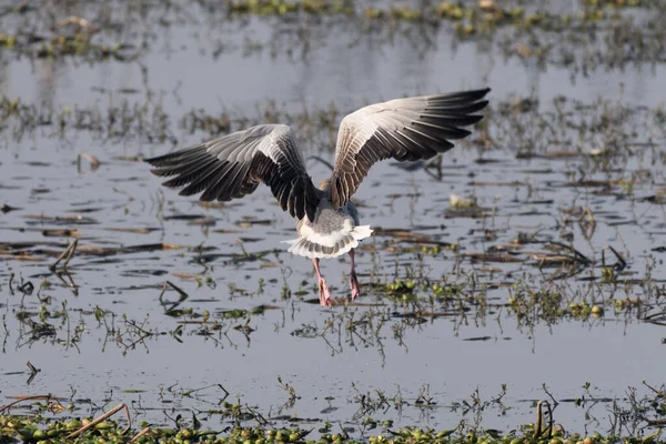 Fehér Egret Vízben — Stock Fotó