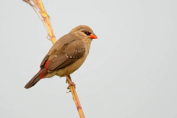 Oiseau Sur Une Branche — Photo