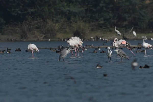 Vackra Flamingos Vattnet — Stockfoto