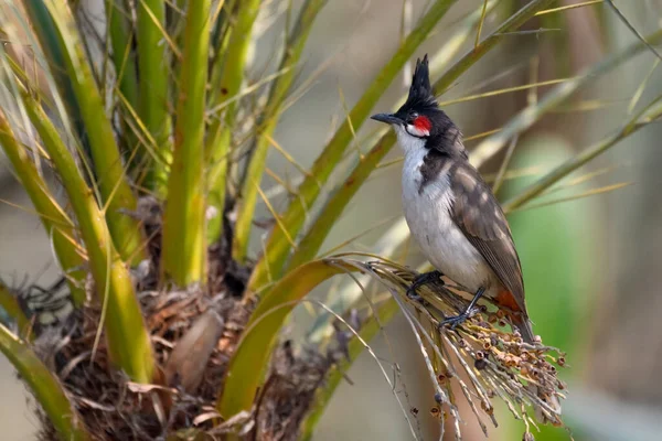 Red Whiskered Bulbul Perching Palm Tree — Stock Photo, Image