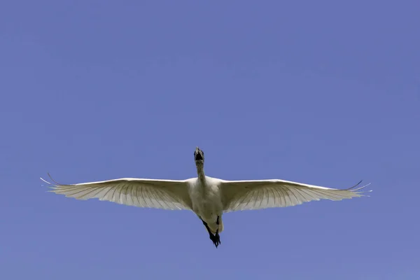 Gaivota Voando Céu — Fotografia de Stock