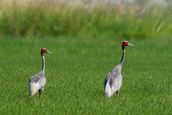 White Stork Grass — Stock Photo, Image