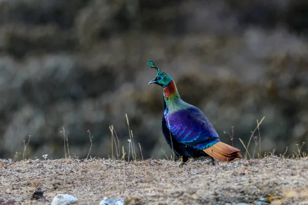 Мальовничий Вигляд Барвистого Птаха Дикій Природі — стокове фото