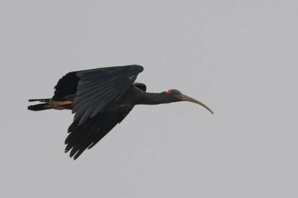 Grand Oiseau Noir Volant Dans Ciel — Photo
