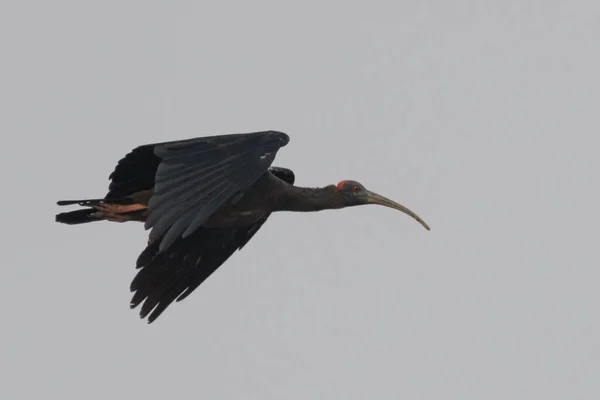 Stor Svart Fågel Flyger Skyn — Stockfoto