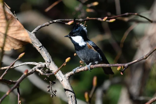 Black White Bird Perched Tree Branch — Stock Photo, Image