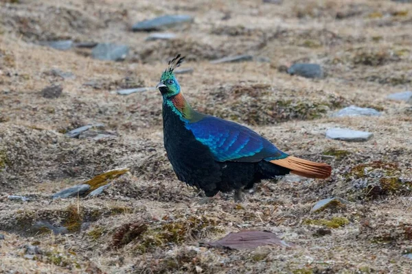 Hermoso Pavo Real Con Plumas Azules — Foto de Stock