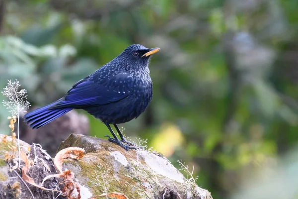 Pájaro Sobre Roca Bosque — Foto de Stock