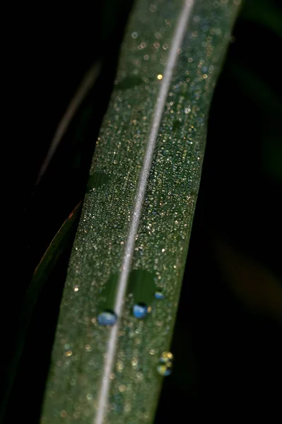 Groen Blad Met Dauwdruppels Een Zwarte Achtergrond — Stockfoto