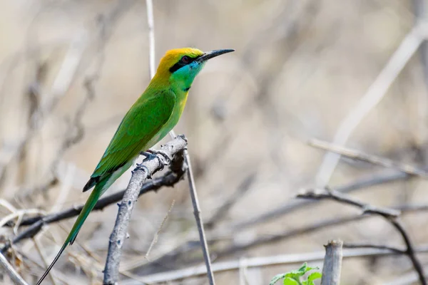 Uccello Seduto Ramo Albero — Foto Stock