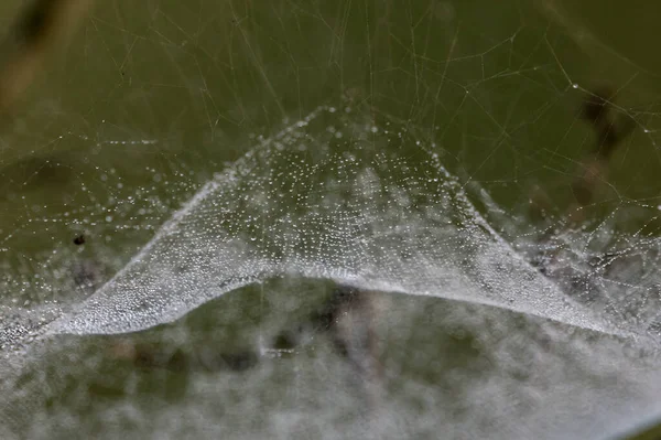Spider Web Green Background — Stock Photo, Image