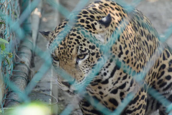Вид Через Сеть Леопарда Зоопарке Солнечный День — стоковое фото