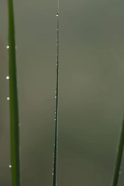 Waterdruppels Groen Gras — Stockfoto