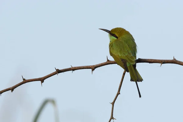 Uccello Ramo Albero — Foto Stock