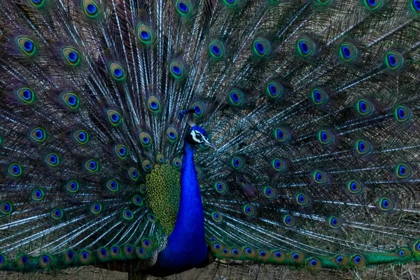 Pavão Bonito Com Penas Brilhantes — Fotografia de Stock