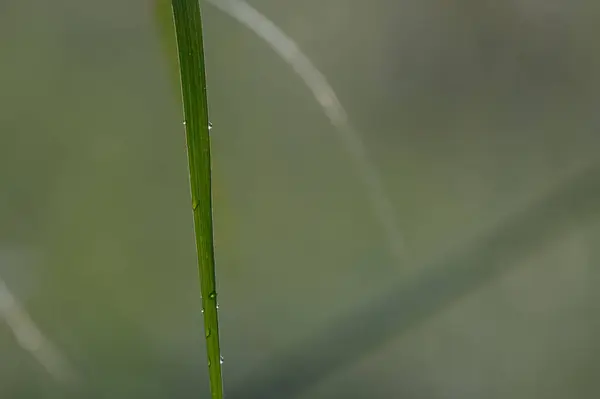 露が落ちる緑の草 — ストック写真