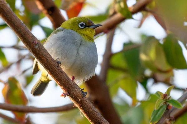 Ağacın dalındaki kuş